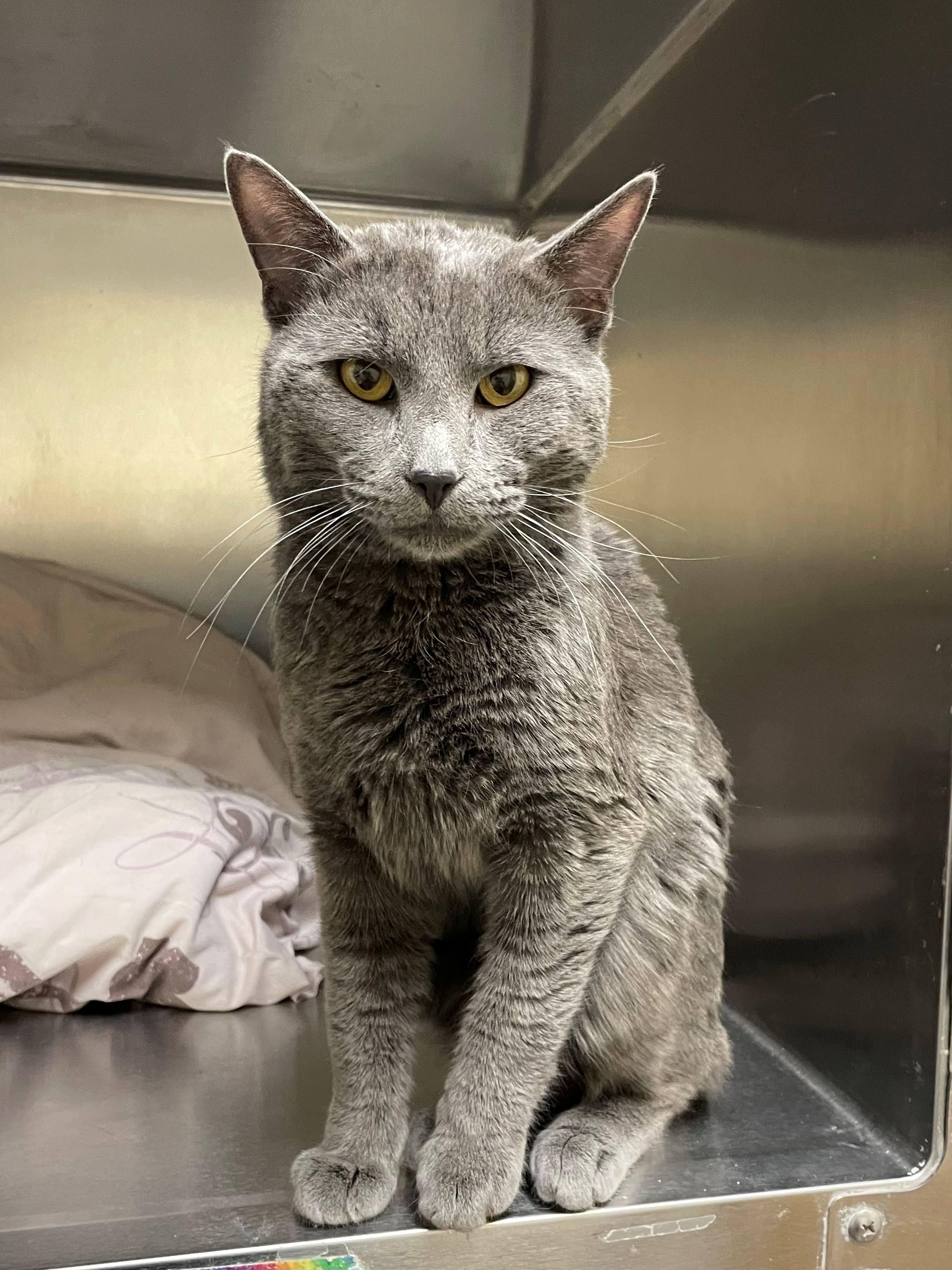 Enlarge Cleveland, an adopted Domestic Short Hair in Melrose, MA image 2/3