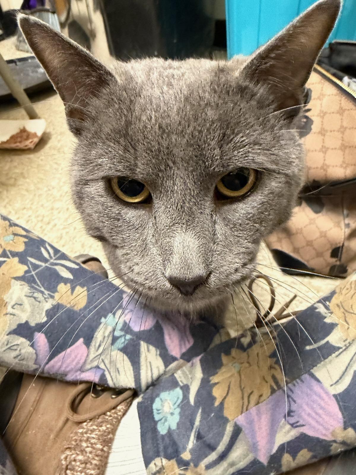 Cleveland, adopted, Young Male Domestic Short Hair.