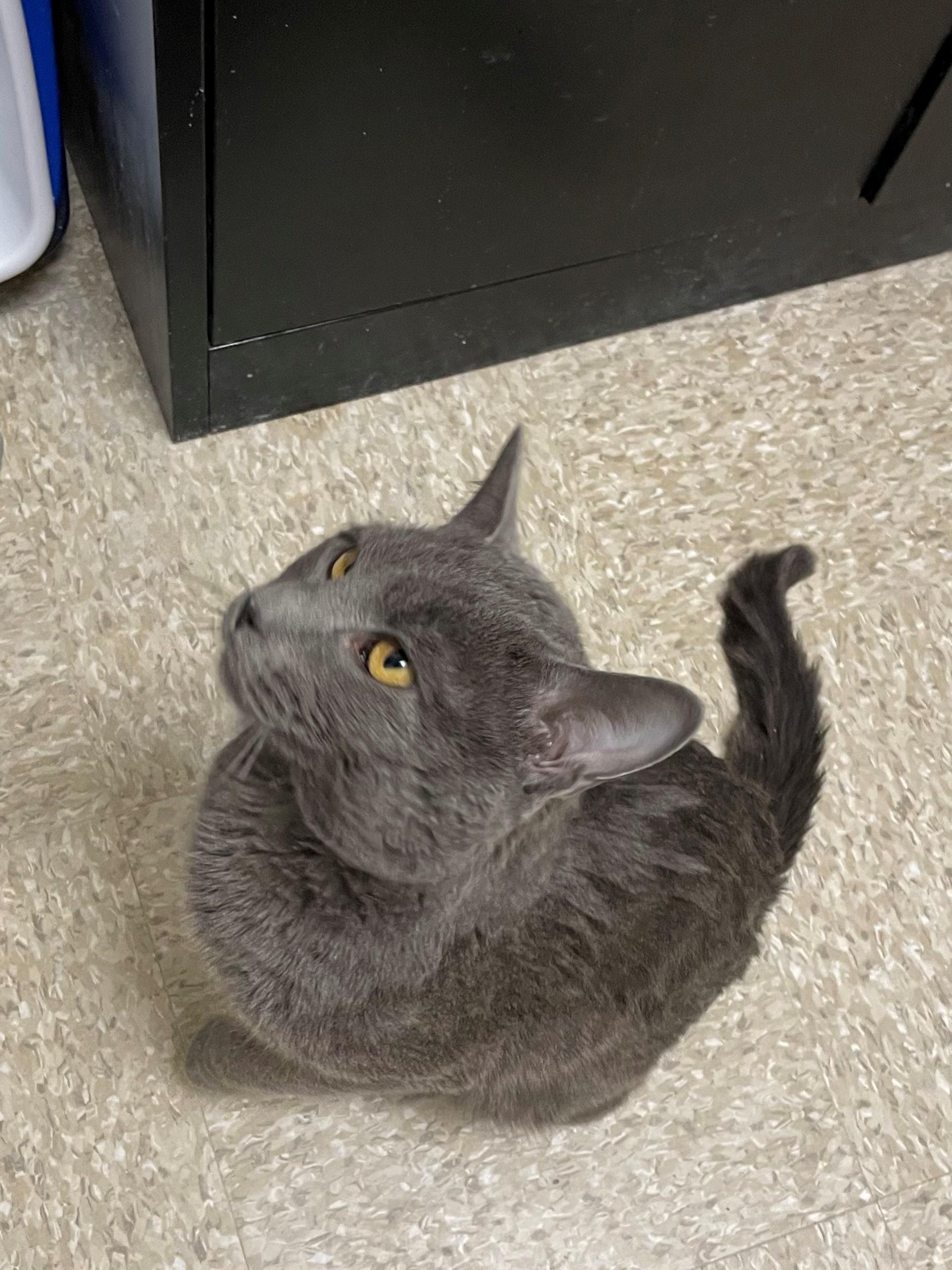 Enlarge Cleveland, an adopted Domestic Short Hair in Melrose, MA image 3/3