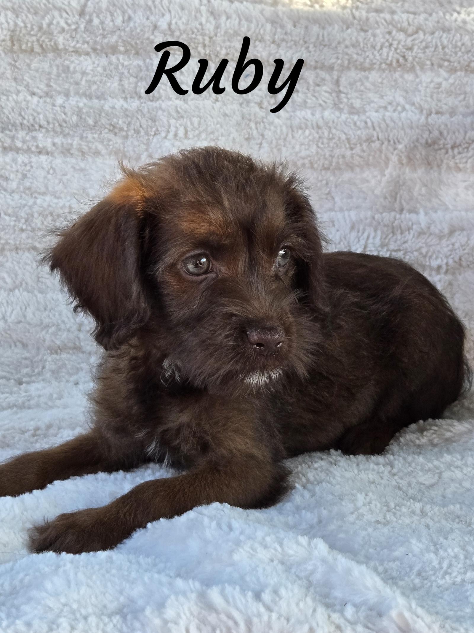 Ruby, a Adopted Terrier in Phelan, CA image 1/2