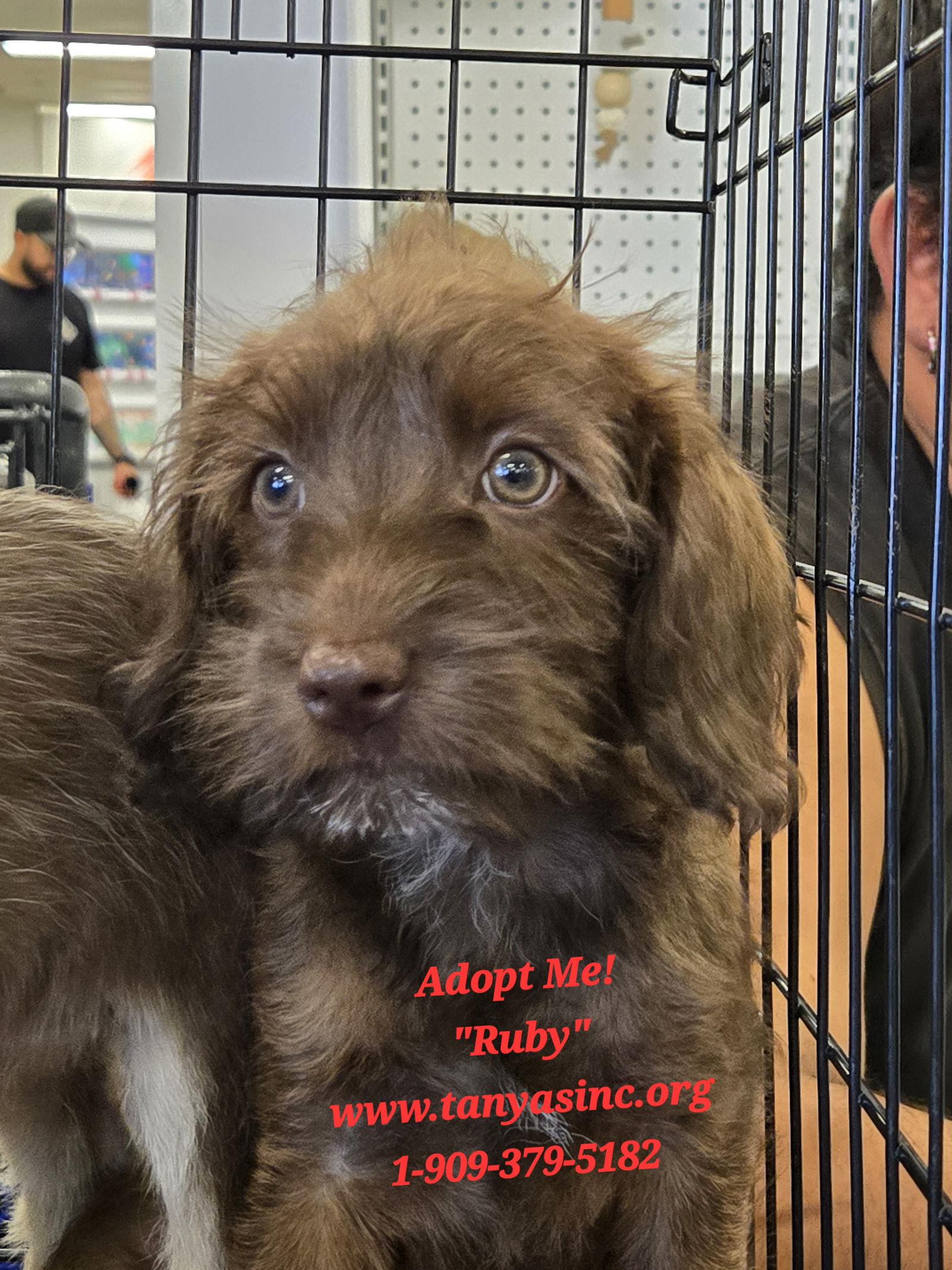 Ruby, a Adopted Terrier in Phelan, CA image 2/2