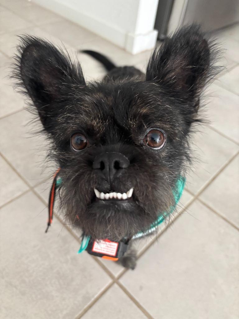 Enlarge Ash, a Adoptable mixed breed in Gilbert, AZ image 1/1