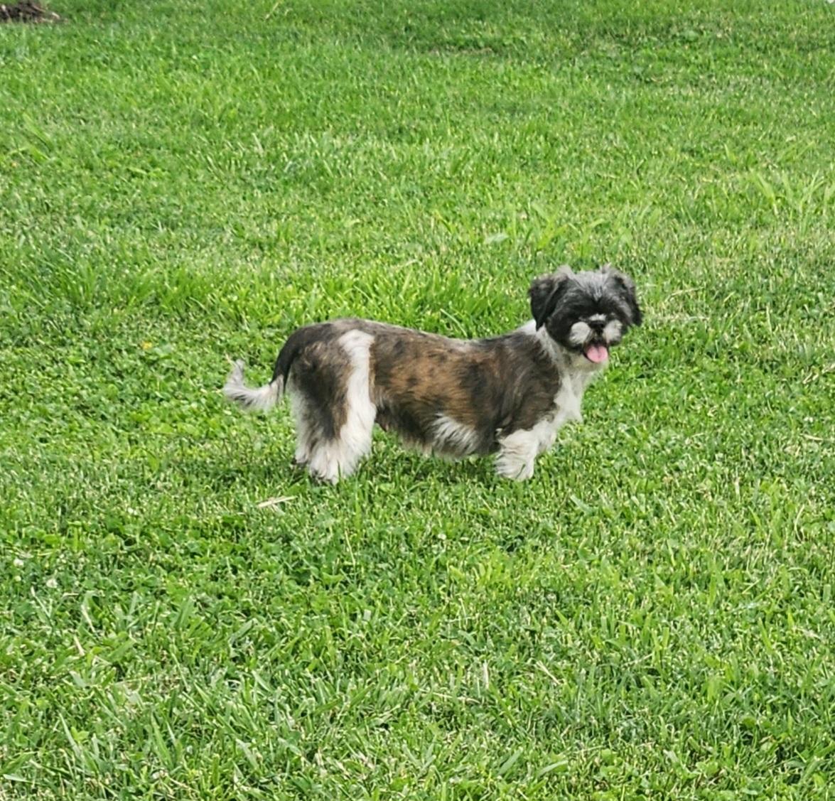 Tulip, Adult Female unknown