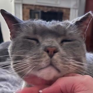 Buddy, Adoptable, Senior Male Domestic Short Hair.