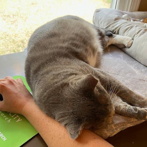 Enlarge Buddy, a Adoptable Domestic Short Hair in Atlanta, GA image 2/6