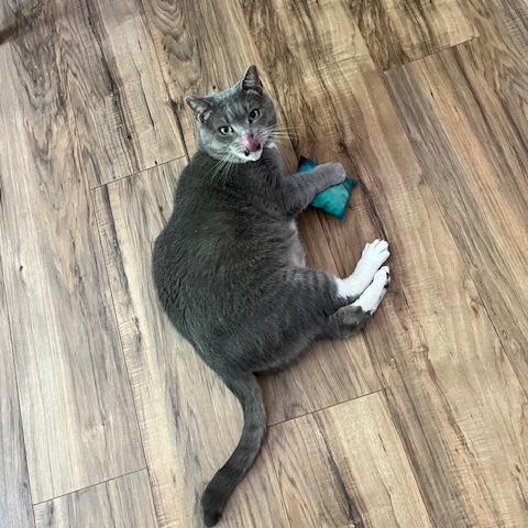 Enlarge Buddy, a Adoptable Domestic Short Hair in Atlanta, GA image 3/6