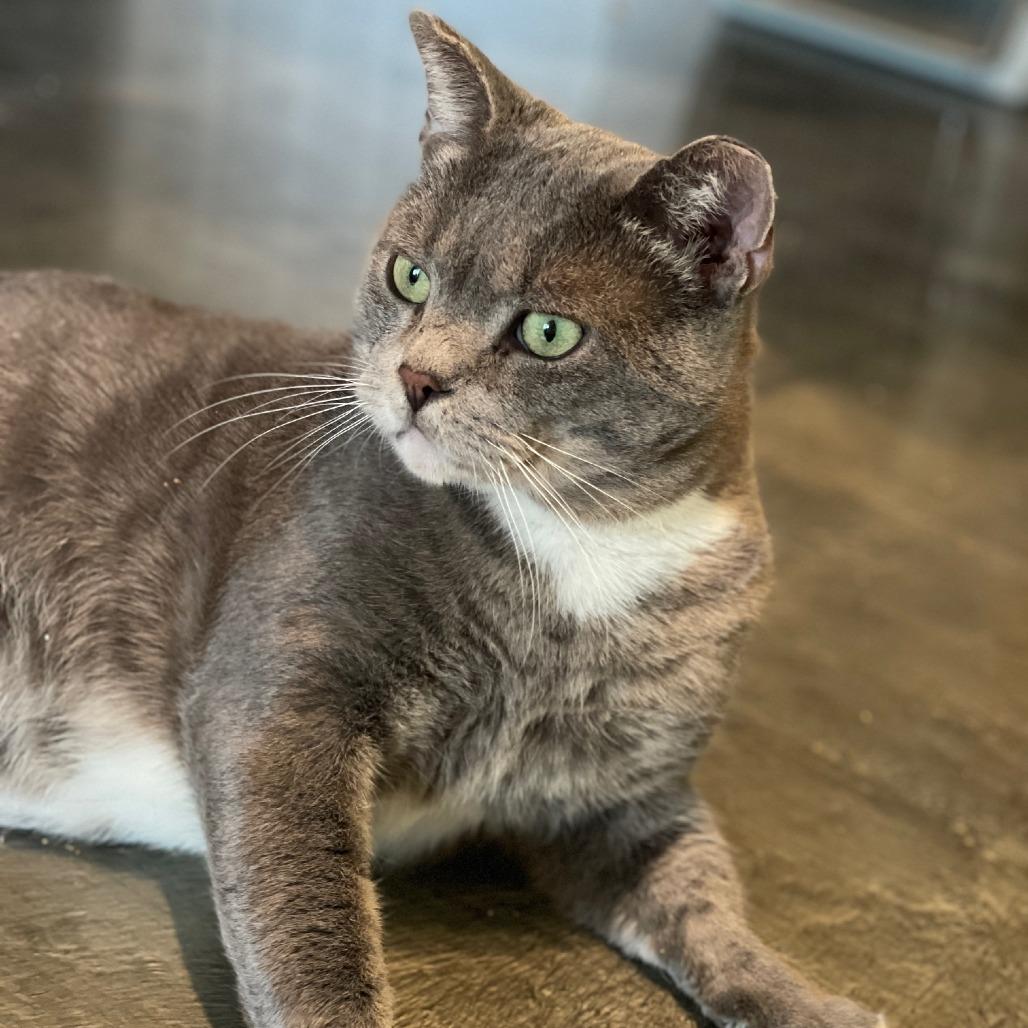 Enlarge Buddy, a Adoptable Domestic Short Hair in Atlanta, GA image 4/6