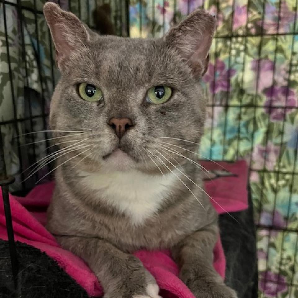 Enlarge Buddy, a Adoptable Domestic Short Hair in Atlanta, GA image 5/6