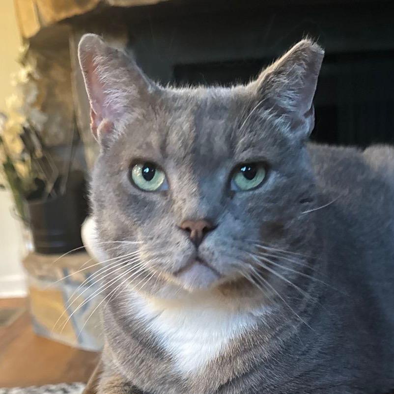 Enlarge Buddy, a Adoptable Domestic Short Hair in Marietta, GA image 5/6