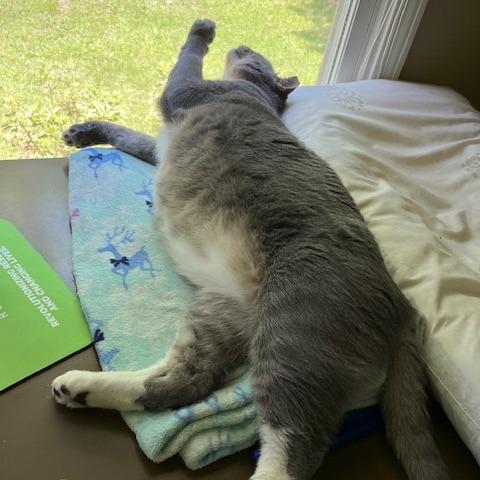 Enlarge Buddy, a Adoptable Domestic Short Hair in Atlanta, GA image 6/6