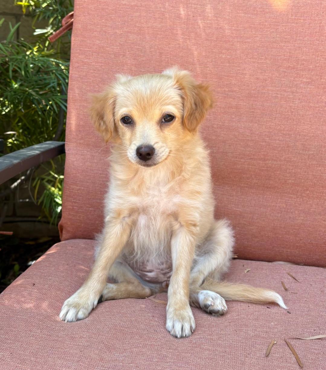 Carrie Me Underwood, Baby Female Pomeranian