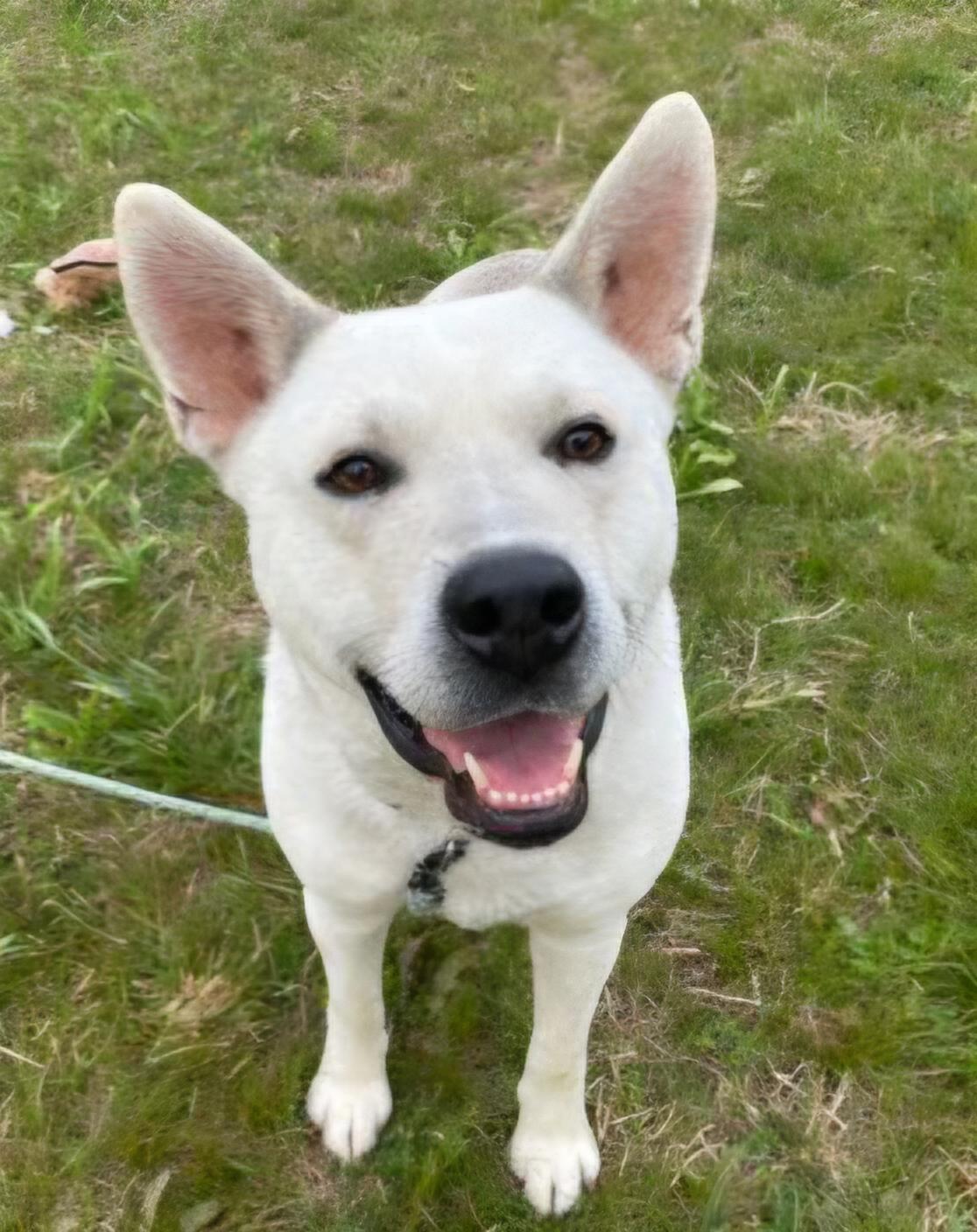Denver, ADOPTABLE, Adult Male Shepherd.