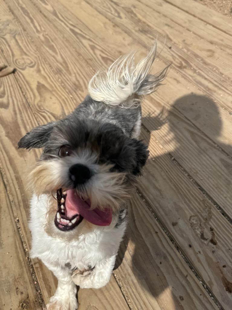 Yahtzee, Adopted, Young Female Shih Tzu & Maltese.