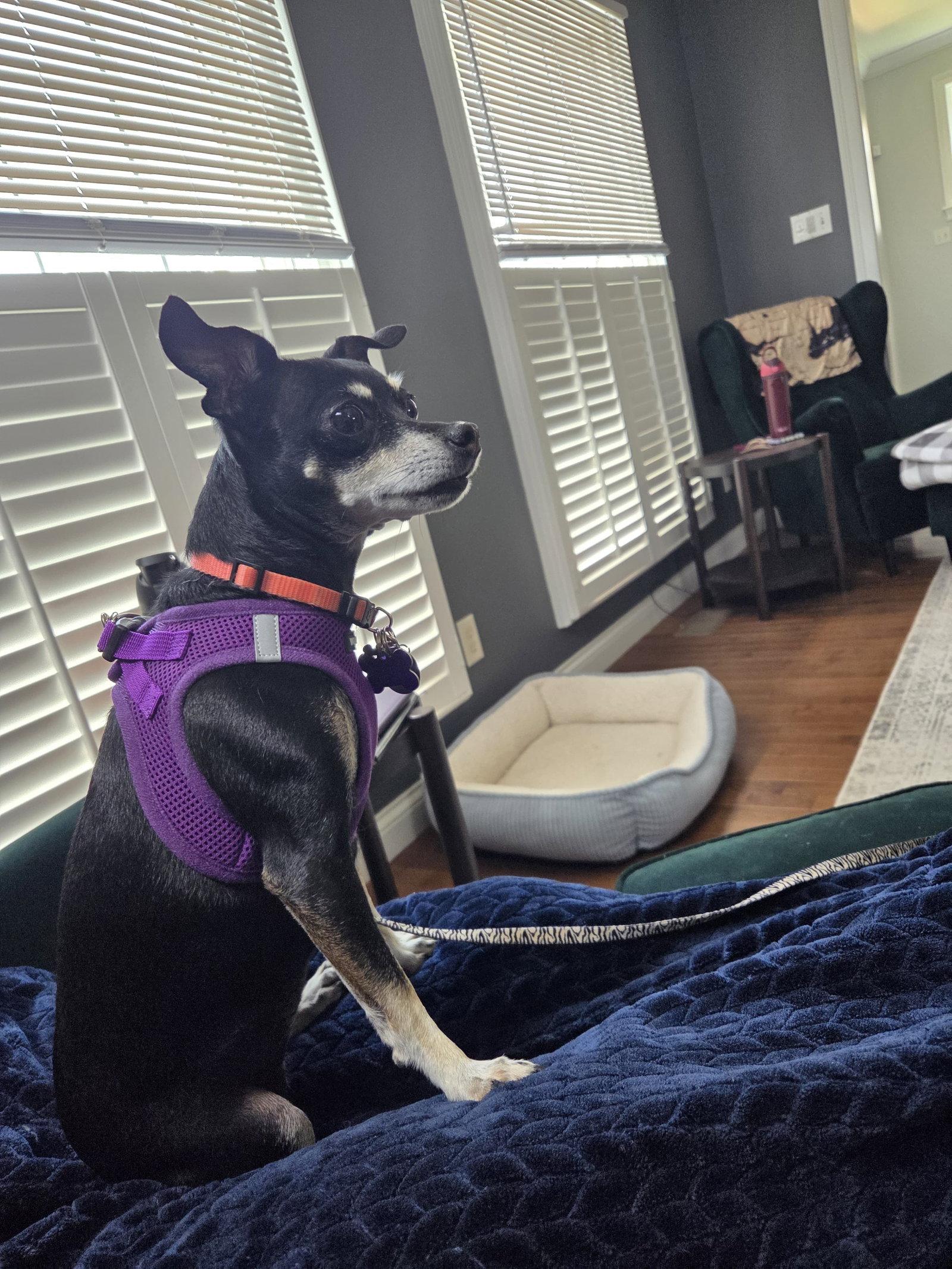 Enlarge Thelma, a Adopted Chihuahua in St. Louis, MO image 1/3