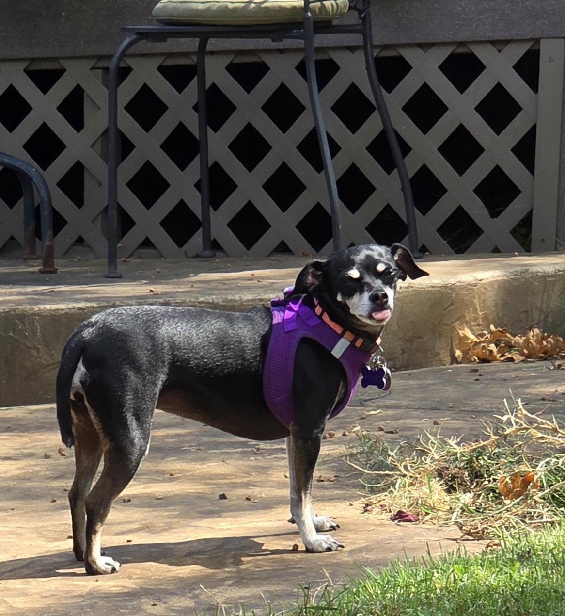 Enlarge Thelma, a Adopted Chihuahua in St. Louis, MO image 2/3