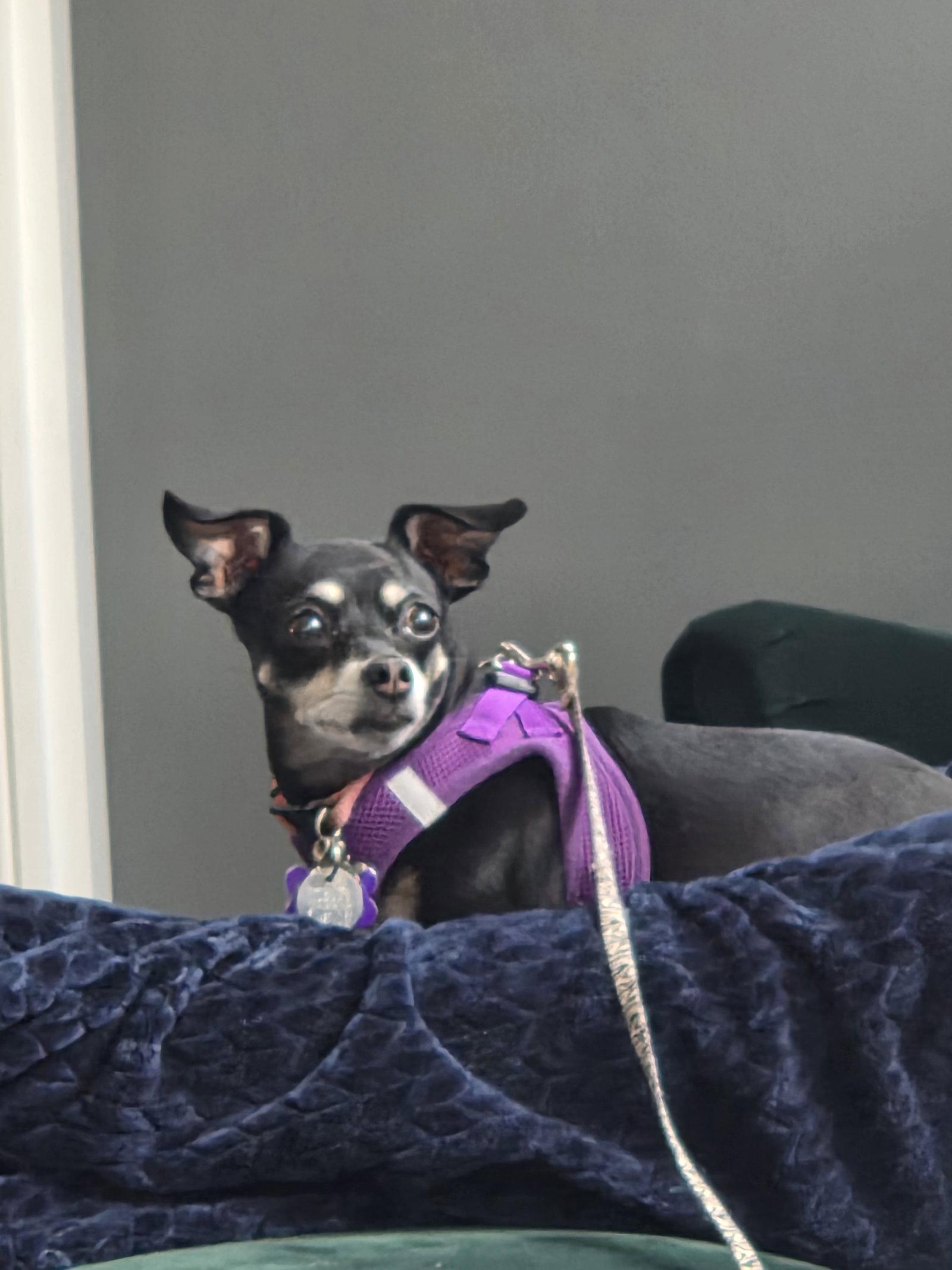 Enlarge Thelma, a Adopted Chihuahua in St. Louis, MO image 3/3