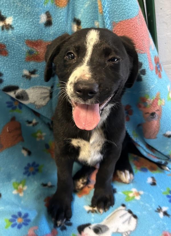 Kenny, Adoptable, Young Male Labrador Retriever.