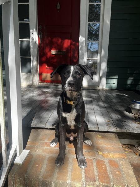 Enlarge Kenny, a Adoptable mixed breed in Mobile, AL image 2/2