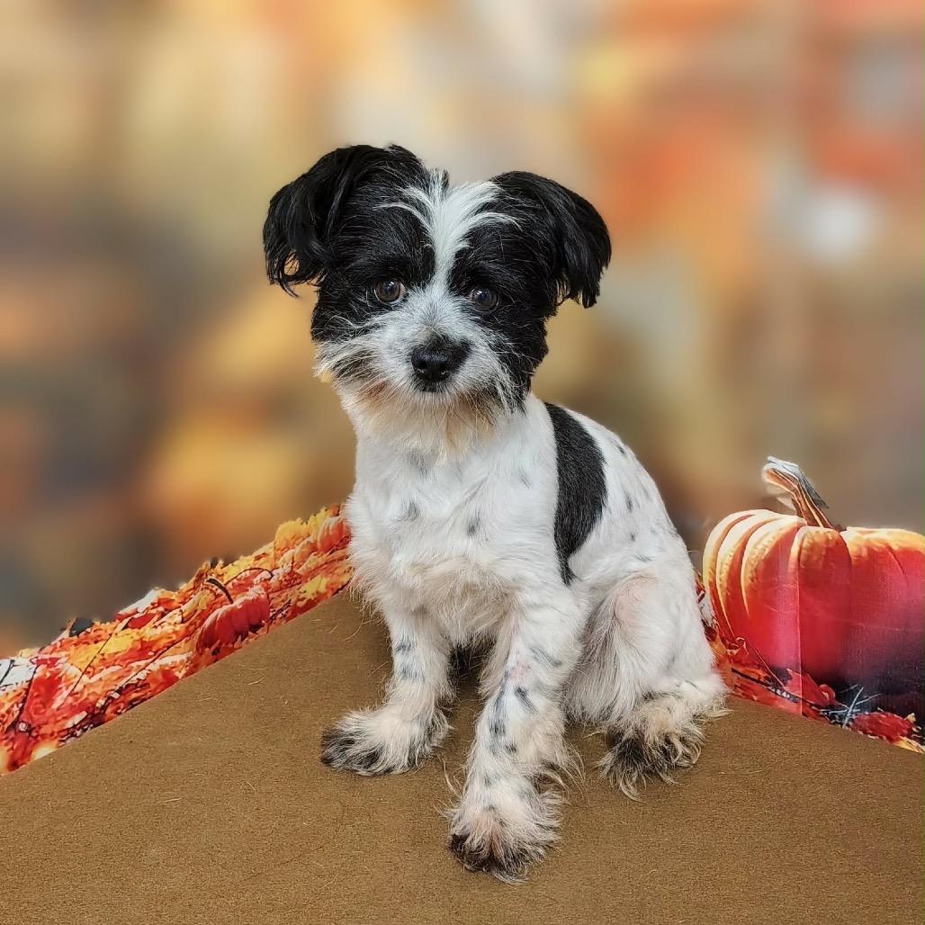 Cosmo, Adoptable, Adult Male Terrier & Mixed Breed.