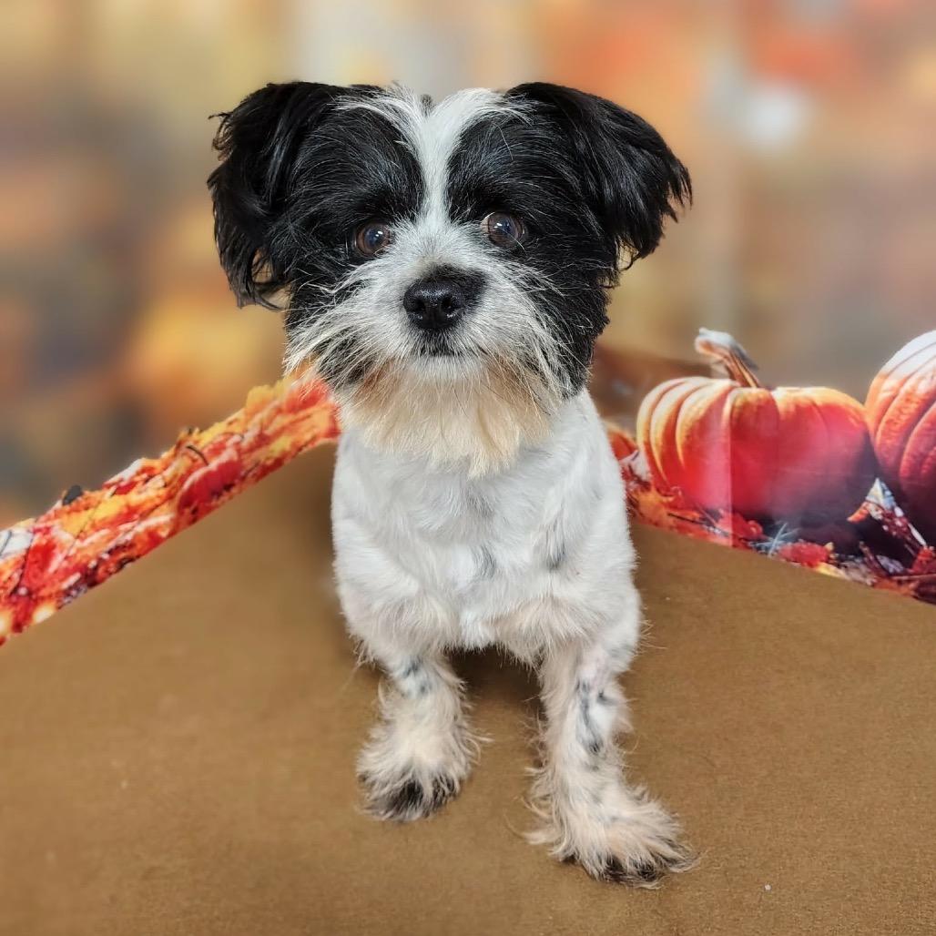 Enlarge Cosmo, a Adoptable mixed breed in Griswold, CT image 2/3