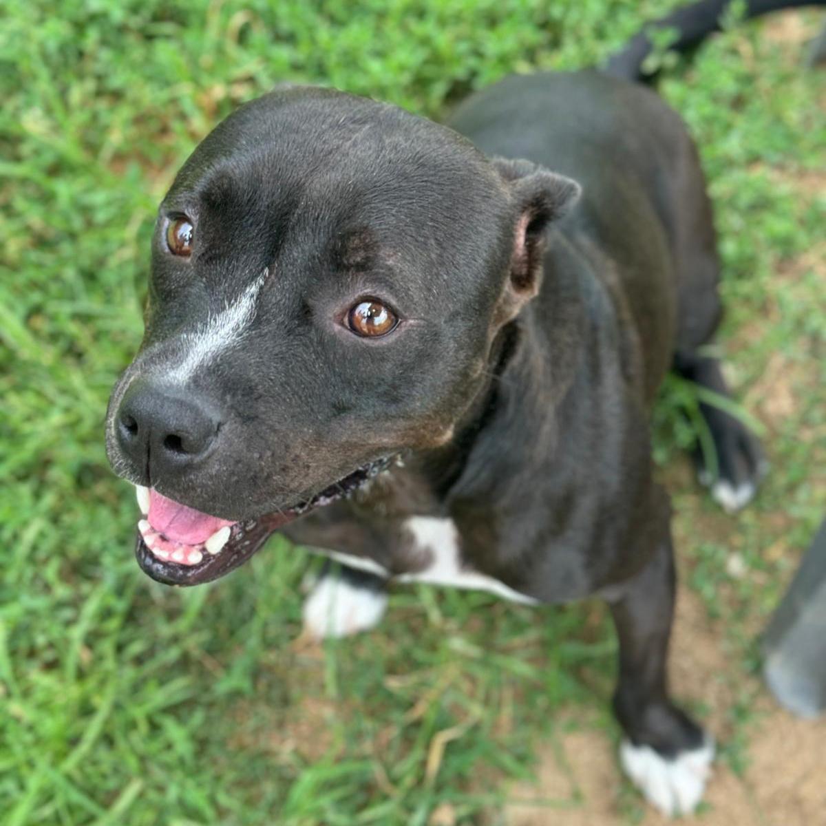 Heinz, Adult Male unknown