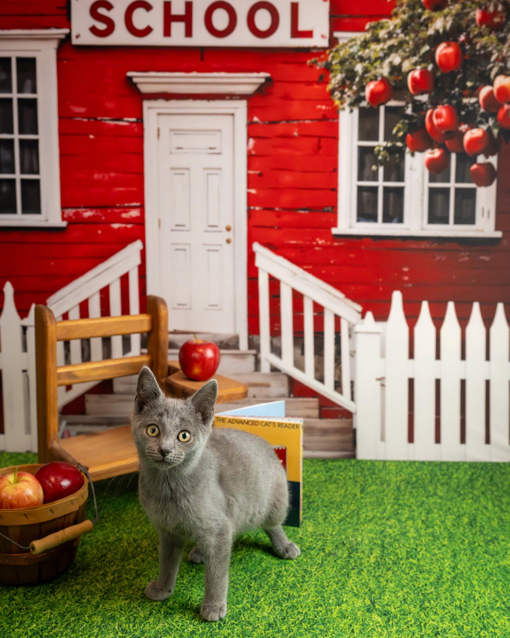 Enlarge Smitty, a Adopted Domestic Short Hair in Lapeer, MI image 3/4
