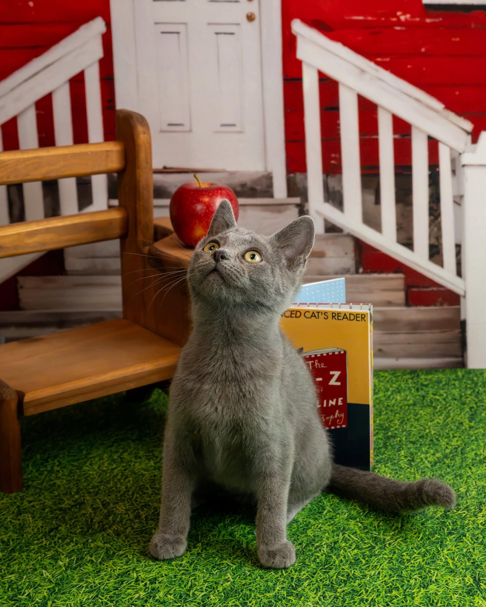 Enlarge Smitty, a Adopted Domestic Short Hair in Lapeer, MI image 2/4