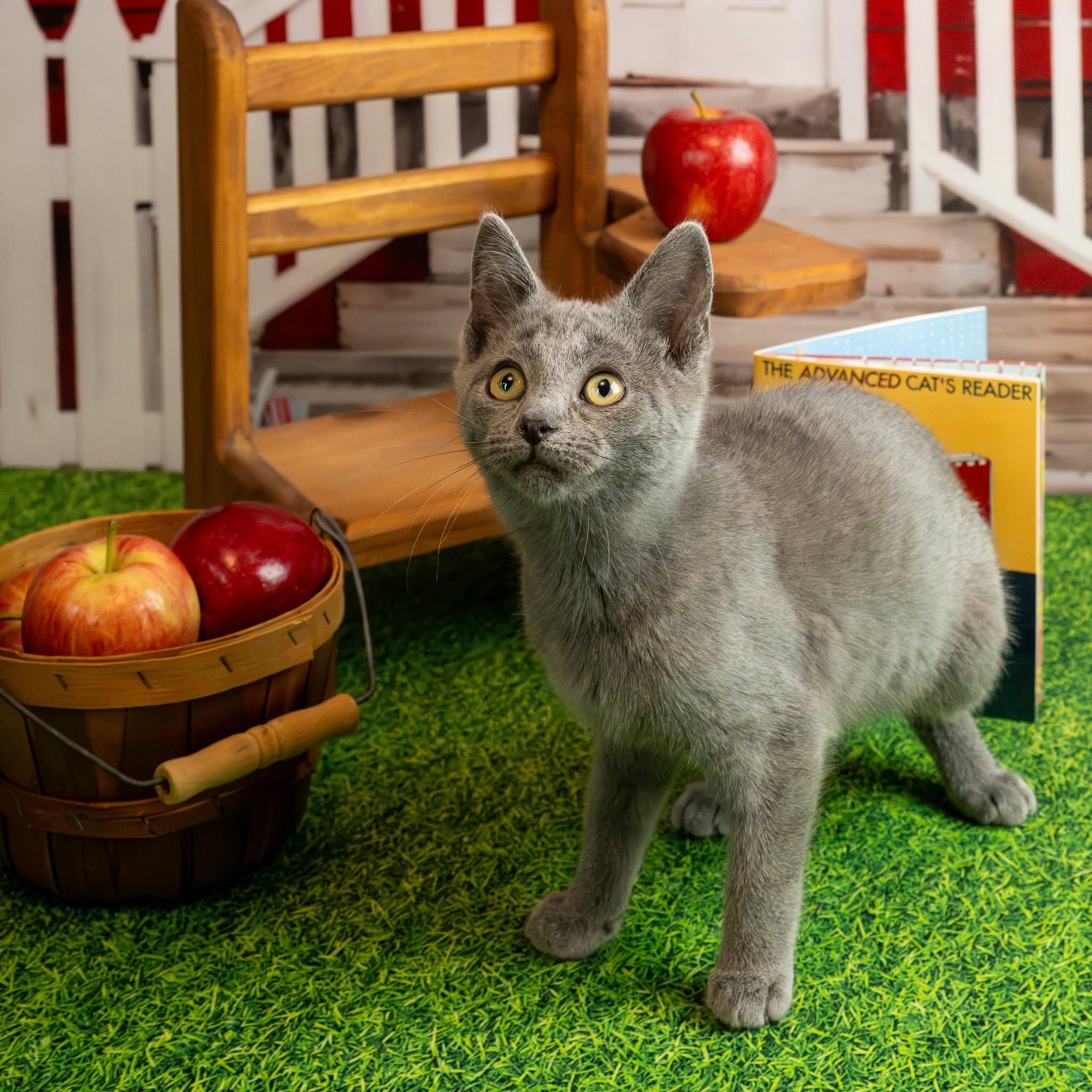 Enlarge Smitty, a Adopted Domestic Short Hair in Lapeer, MI image 1/4