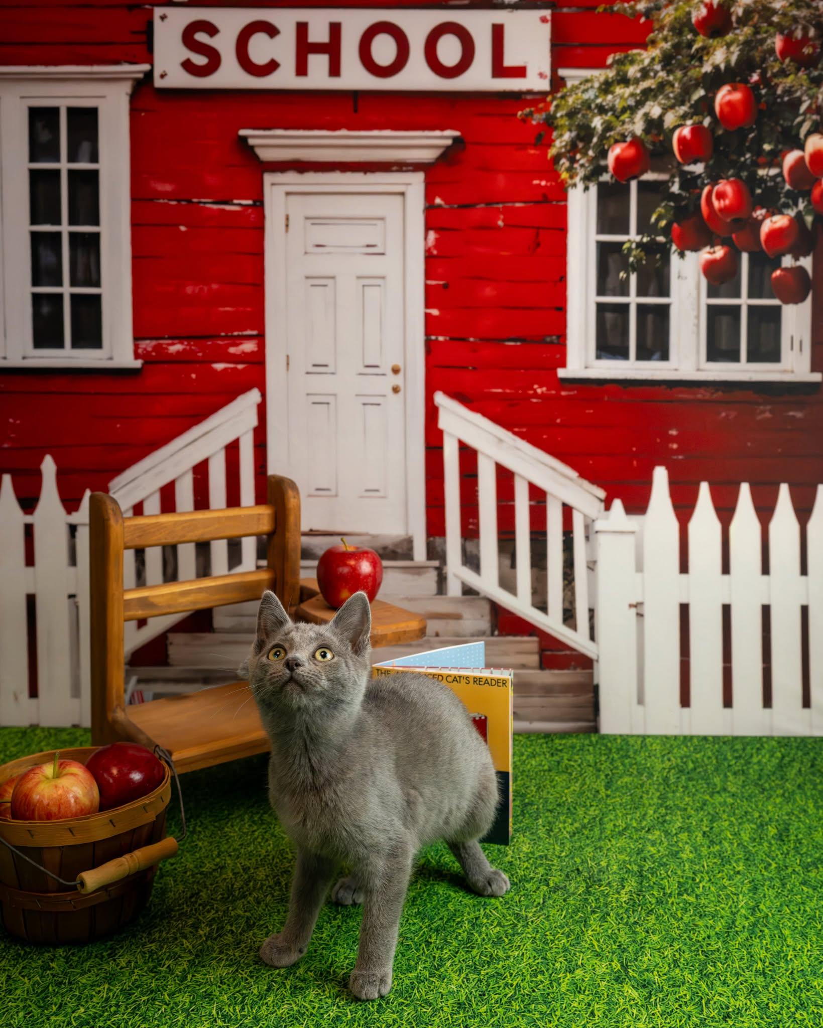 Enlarge Smitty, a Adopted Domestic Short Hair in Lapeer, MI image 4/4