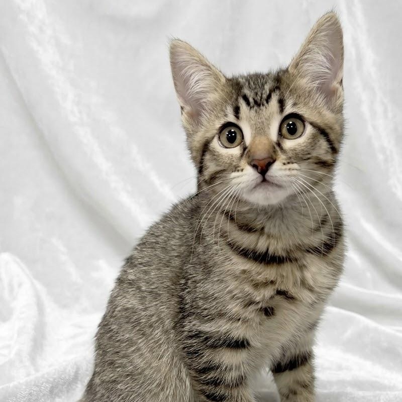 Athena photo