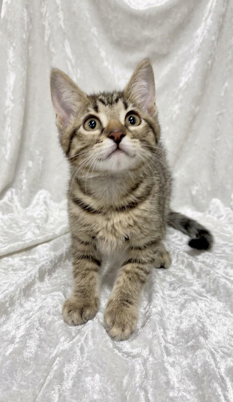Enlarge Athena, a Adoptable Domestic Short Hair in Hamburg, NJ image 3/4