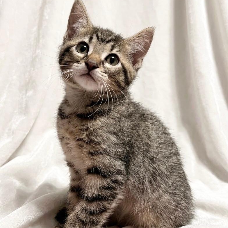 Enlarge Athena, a Adoptable Domestic Short Hair in Hamburg, NJ image 2/4