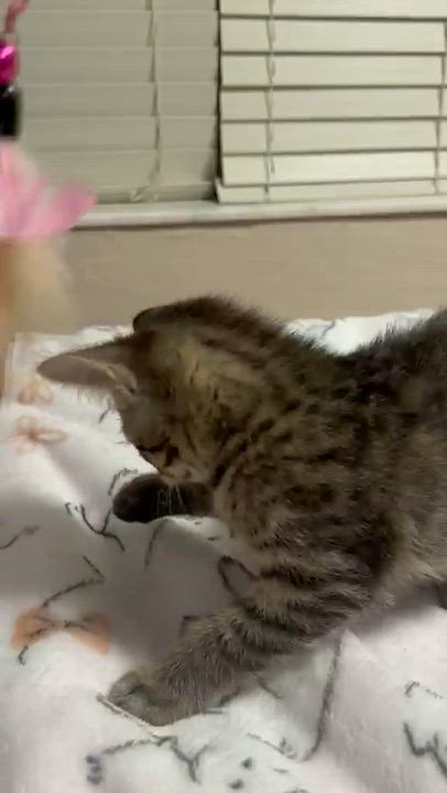Enlarge Athena, a Adoptable Domestic Short Hair in Hamburg, NJ video 4/4