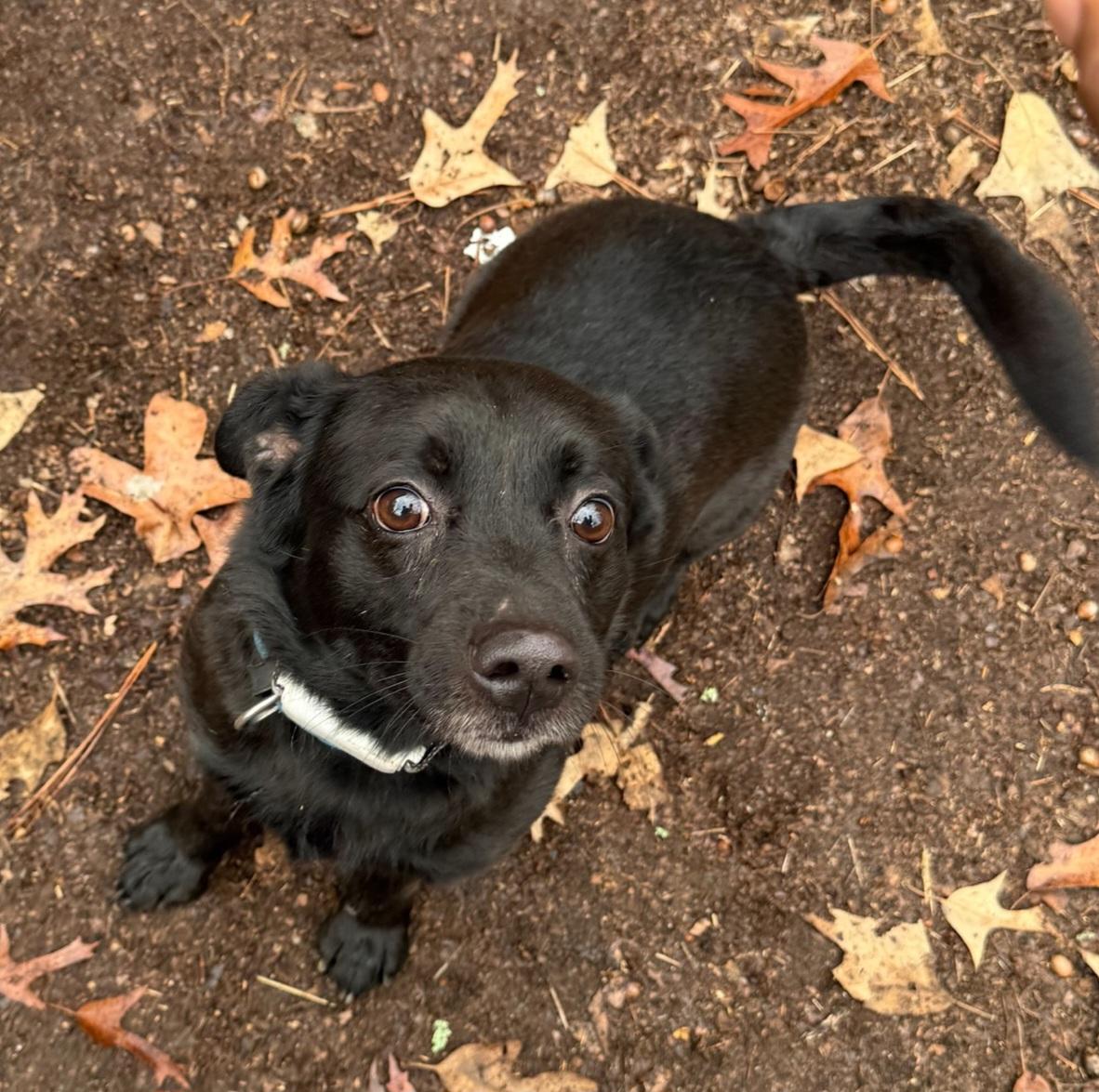 Ukon, ADOPTABLE, Adult Male Terrier.