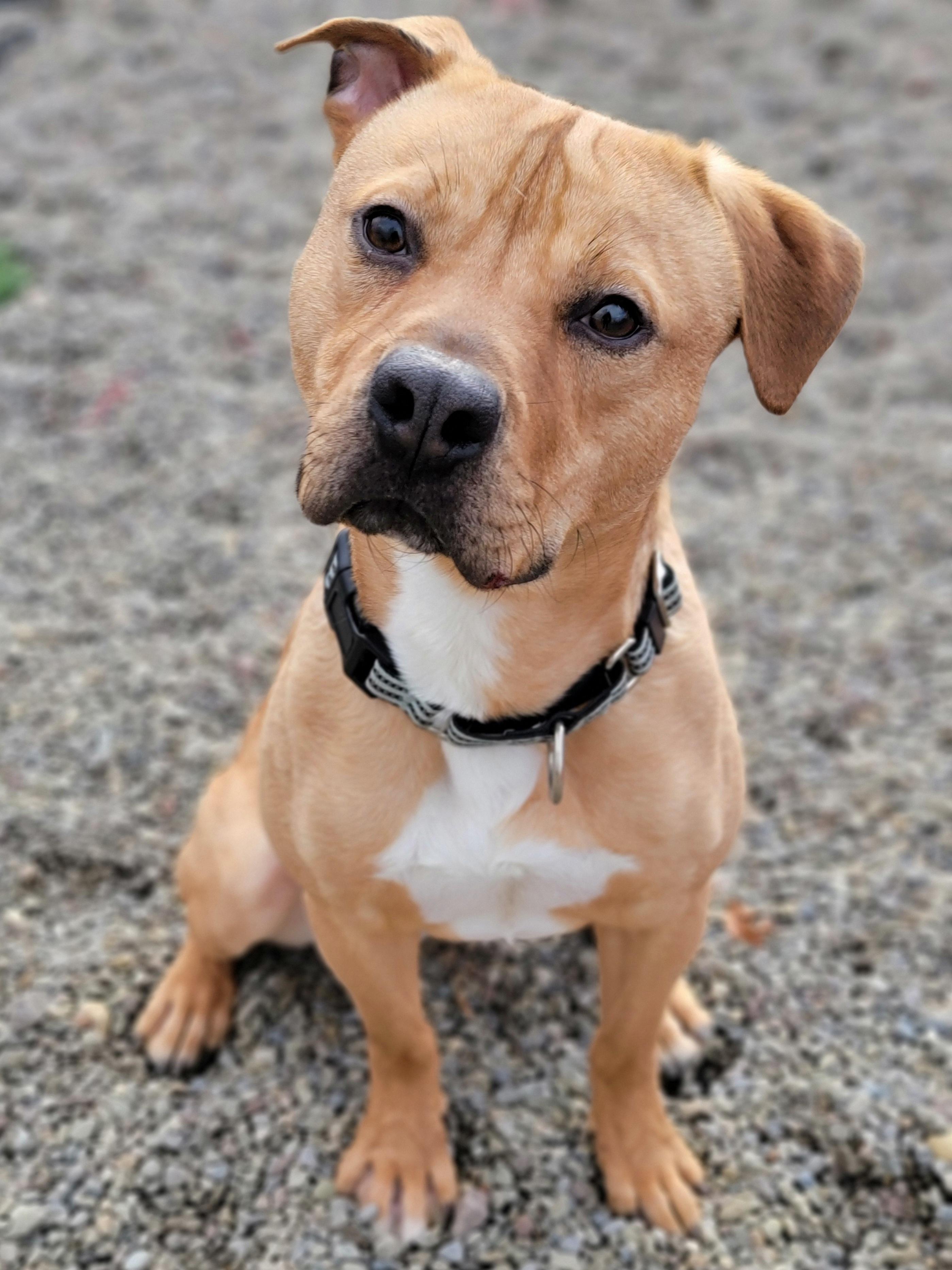 Barkley, ADOPTABLE, Adult Male Pit Bull Terrier & Mixed Breed.