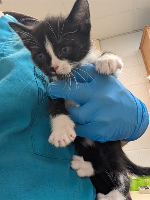 A474662, Adoptable, Kitten Male American Shorthair.