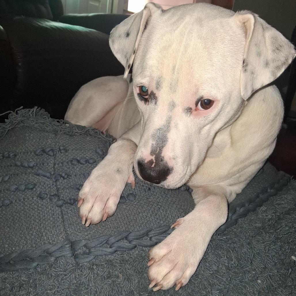 Chico, a Adoptable mixed breed in Corpus Christi, TX image 1/5