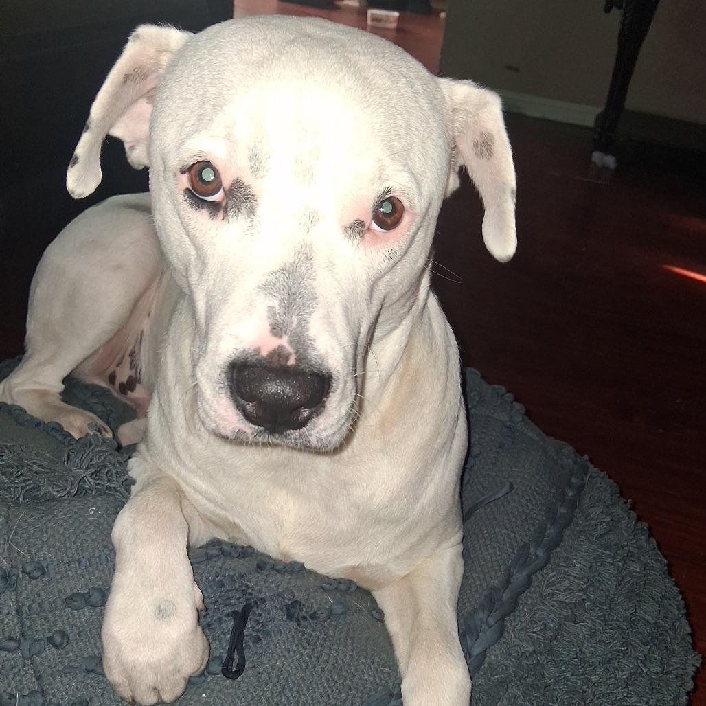 Chico, a Adoptable mixed breed in Corpus Christi, TX image 3/5