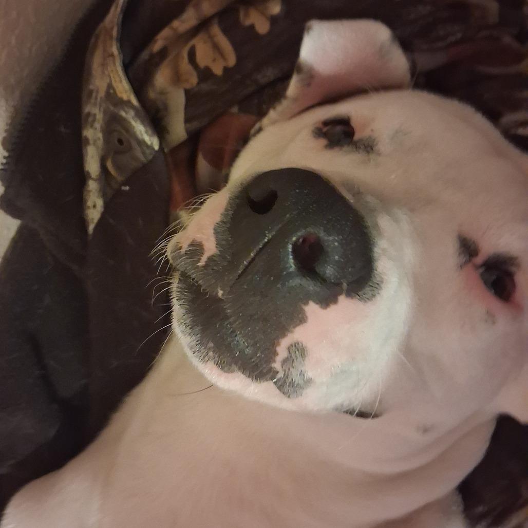 Chico, a Adoptable mixed breed in Corpus Christi, TX image 4/5