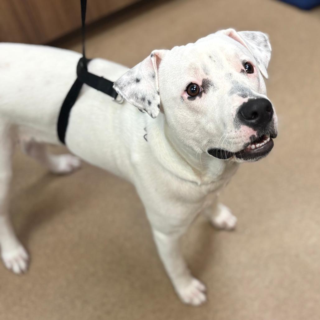 Enlarge Chico, a Adoptable mixed breed in Corpus Christi, TX image 1/1