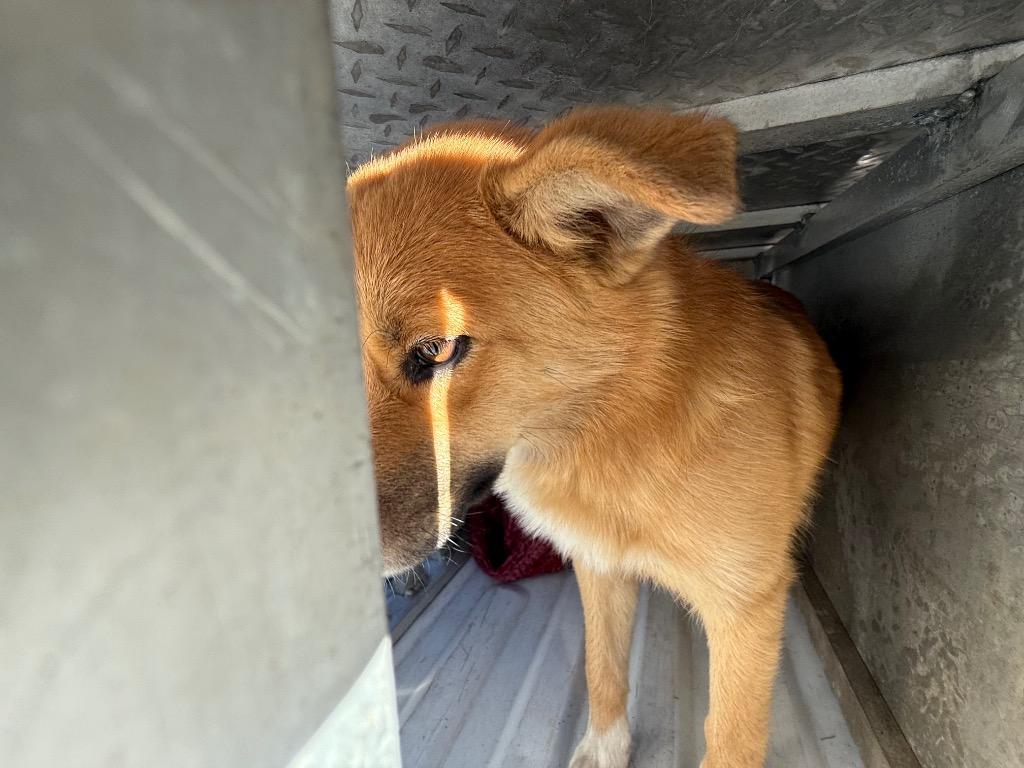 Cozmo, Adoptable, Young Female Collie & Mixed Breed.