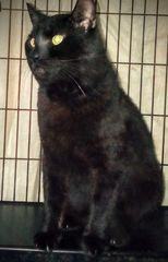 Rambo, a Adoptable Domestic Short Hair in Chattanooga, TN image 1/7