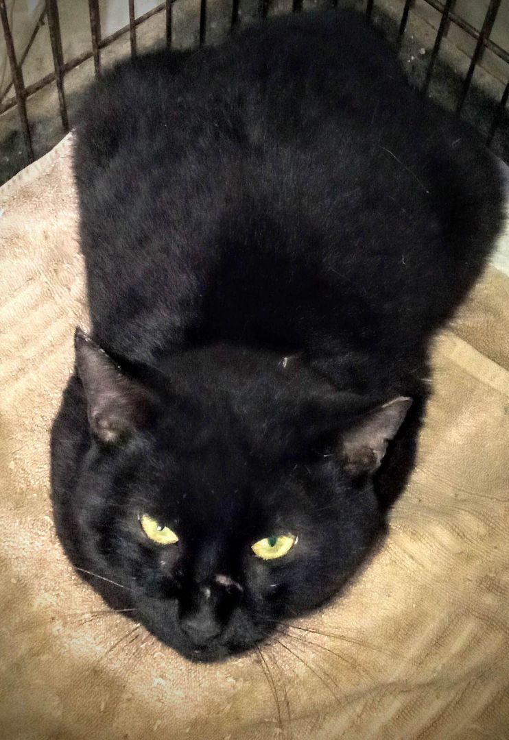 Rambo, a Adoptable Domestic Short Hair in Chattanooga, TN image 2/7