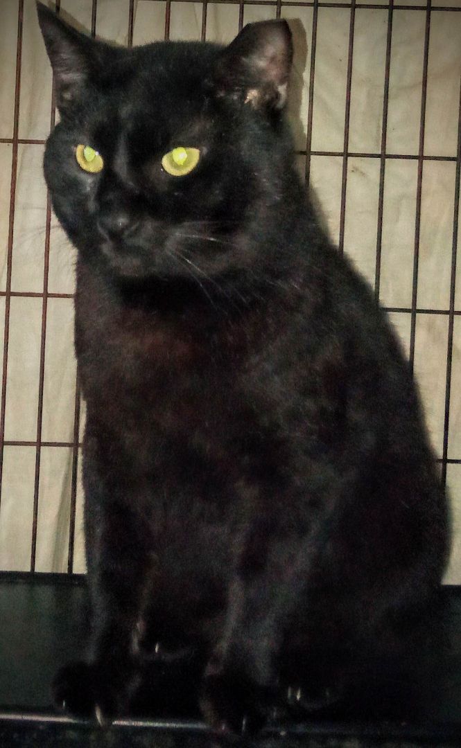 Rambo, a Adoptable Domestic Short Hair in Chattanooga, TN image 3/7