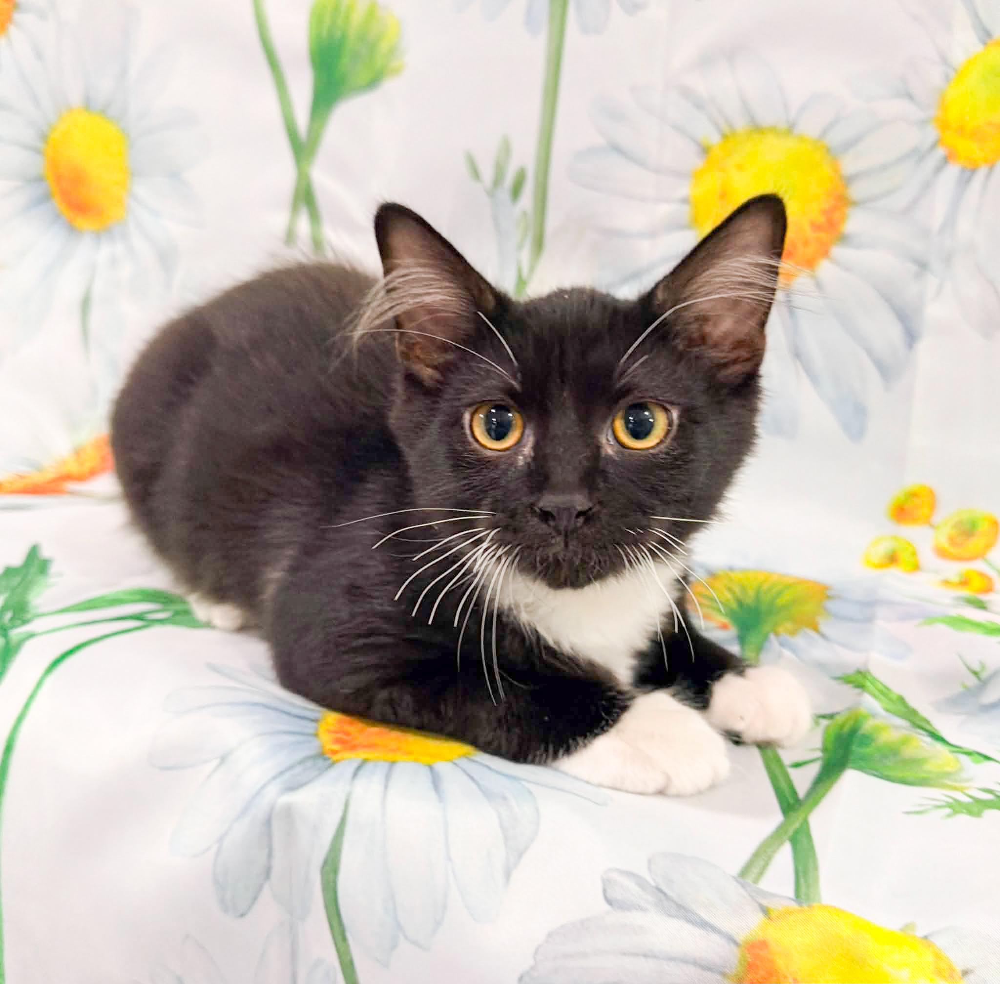 Enlarge Luxe, an adoptable Domestic Medium Hair in Mullica Hill, NJ image 3/3