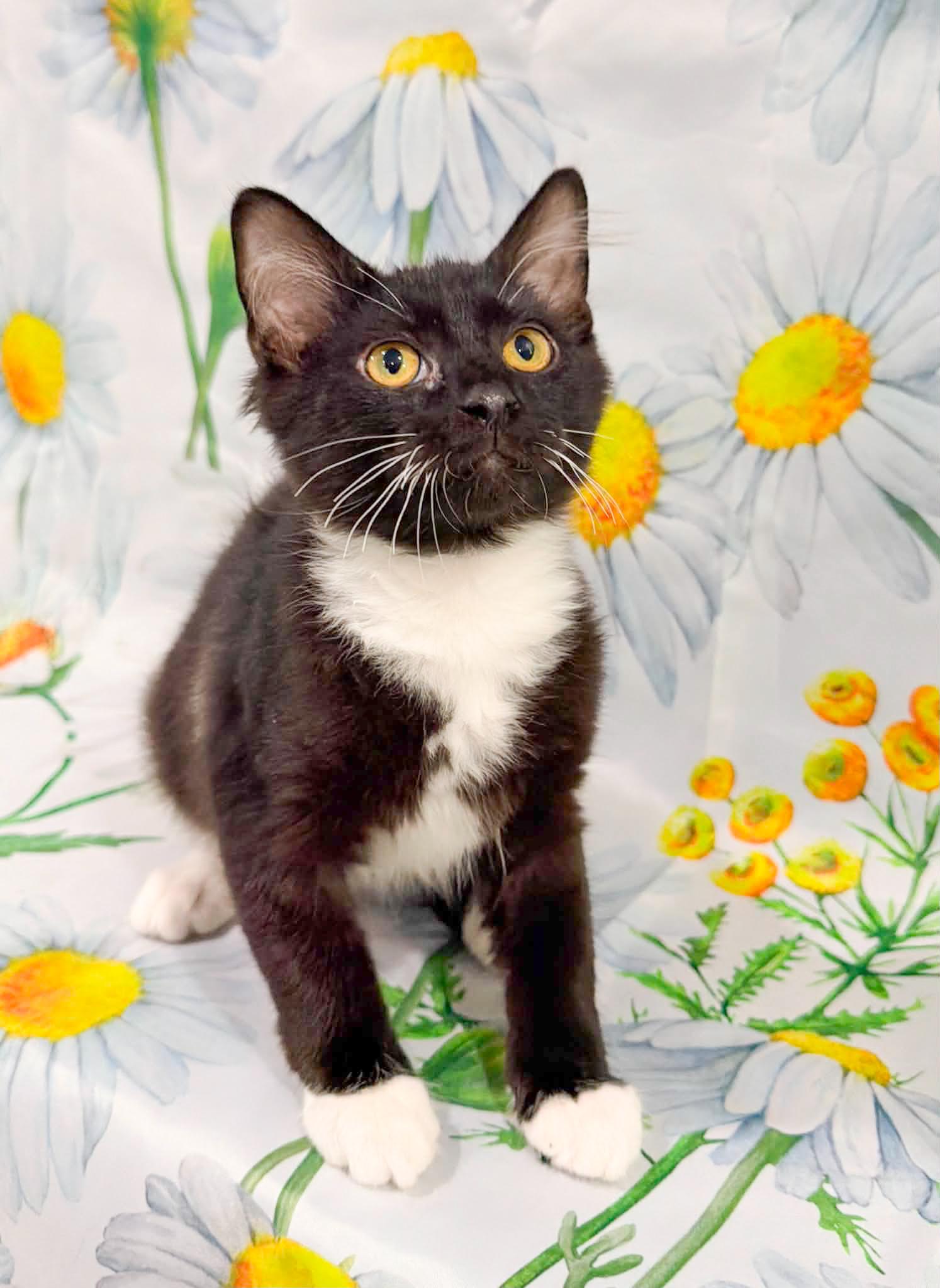 Enlarge Luxe, an adoptable Domestic Medium Hair in Mullica Hill, NJ image 2/3