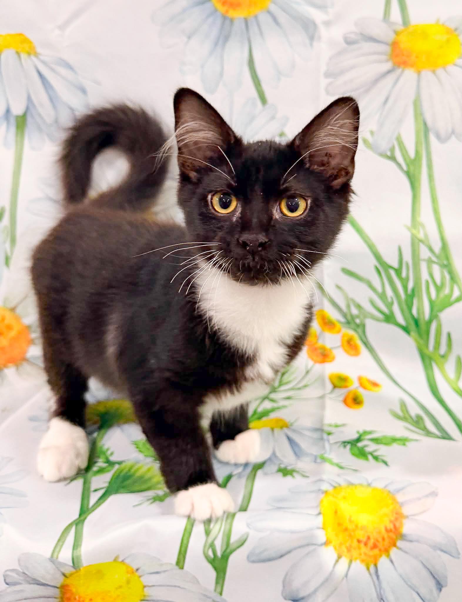 Luxe, adoptable, Kitten Male Domestic Medium Hair.