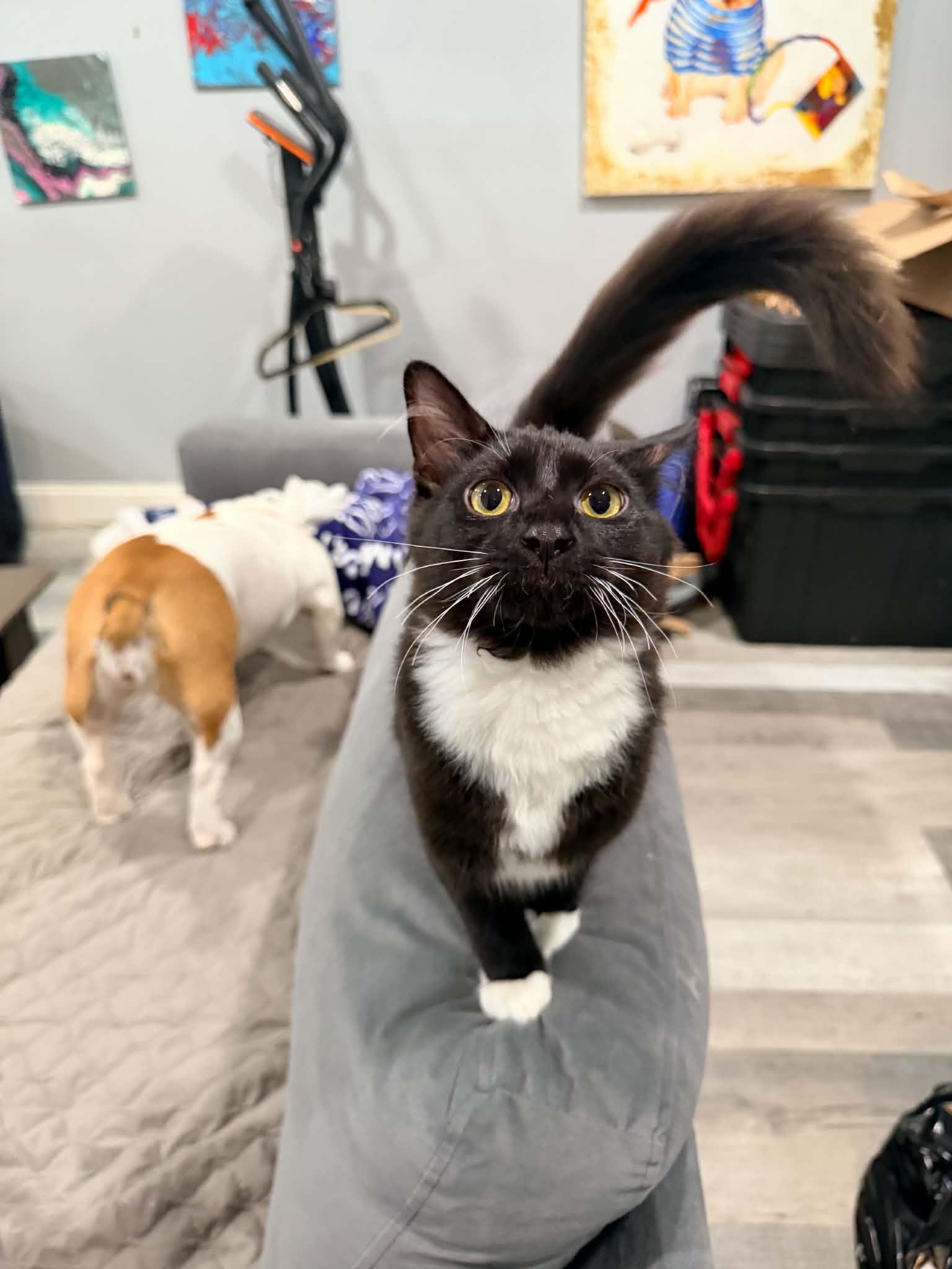 Enlarge Luxe, a Adoptable Domestic Medium Hair in Mullica Hill, NJ image 2/4