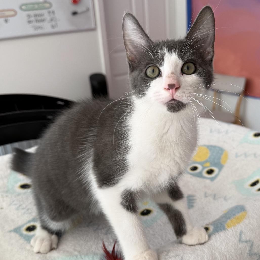 Ziggy, Adoptable, Kitten Male Domestic Short Hair.