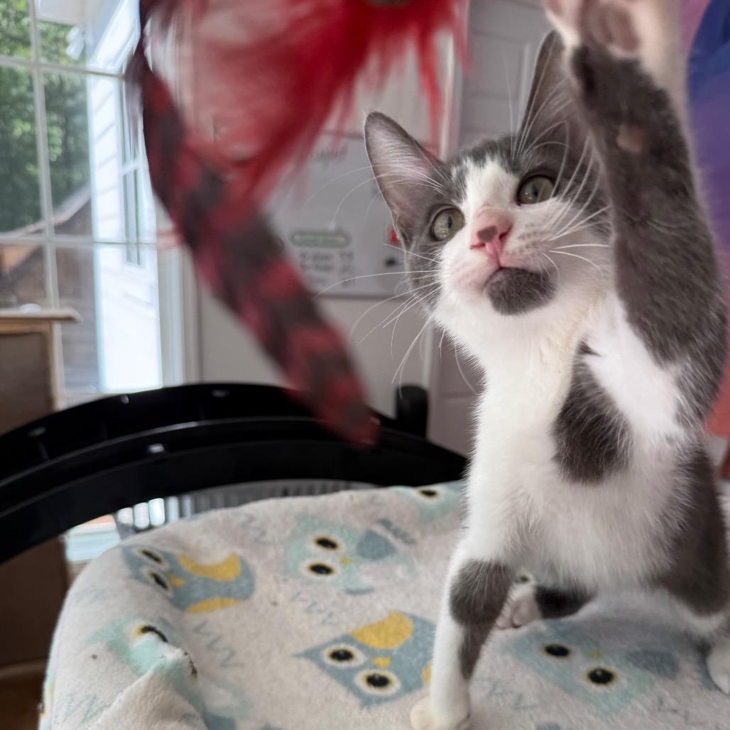 Enlarge Ziggy, a Adoptable Domestic Short Hair in Tuscaloosa, AL image 2/2